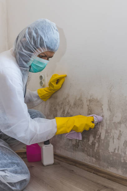 Best Air Quality Testing for Mold Spores  in Ortonville, MN
