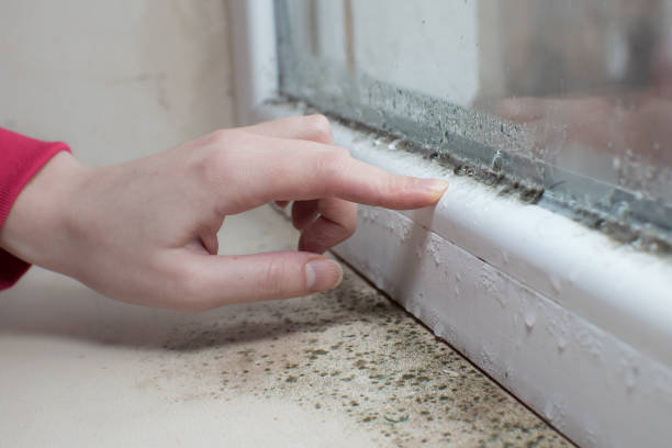 Best Asbestos and Lead Testing During Mold Inspection  in Ortonville, MN