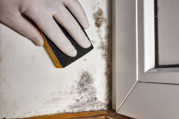 Best Asbestos and Lead Testing During Mold Inspection  in Ortonville, MN